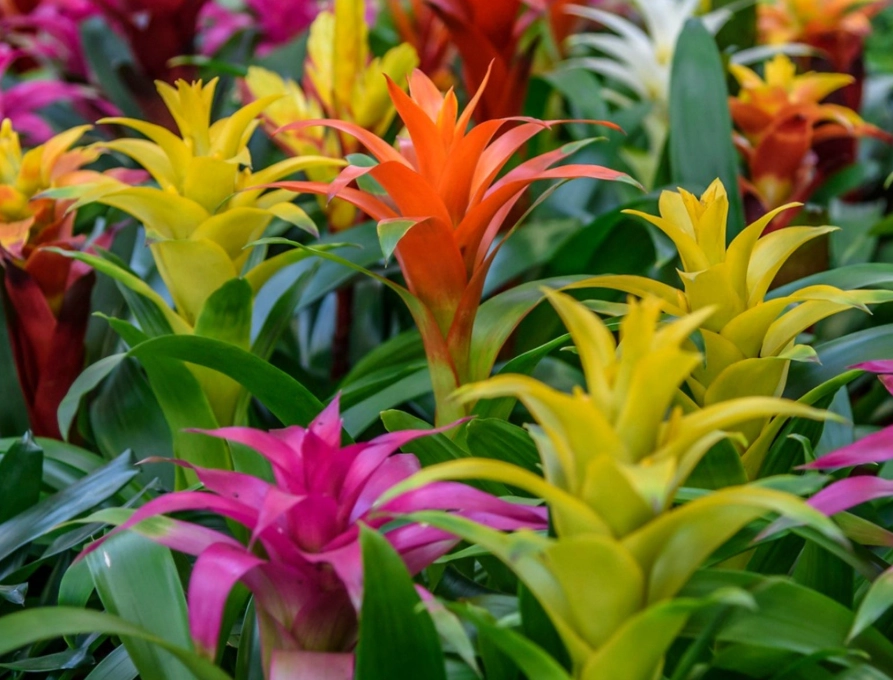 Guzmania Bromeliad Care: Your Complete Guide to Colorful Indoor Blooms