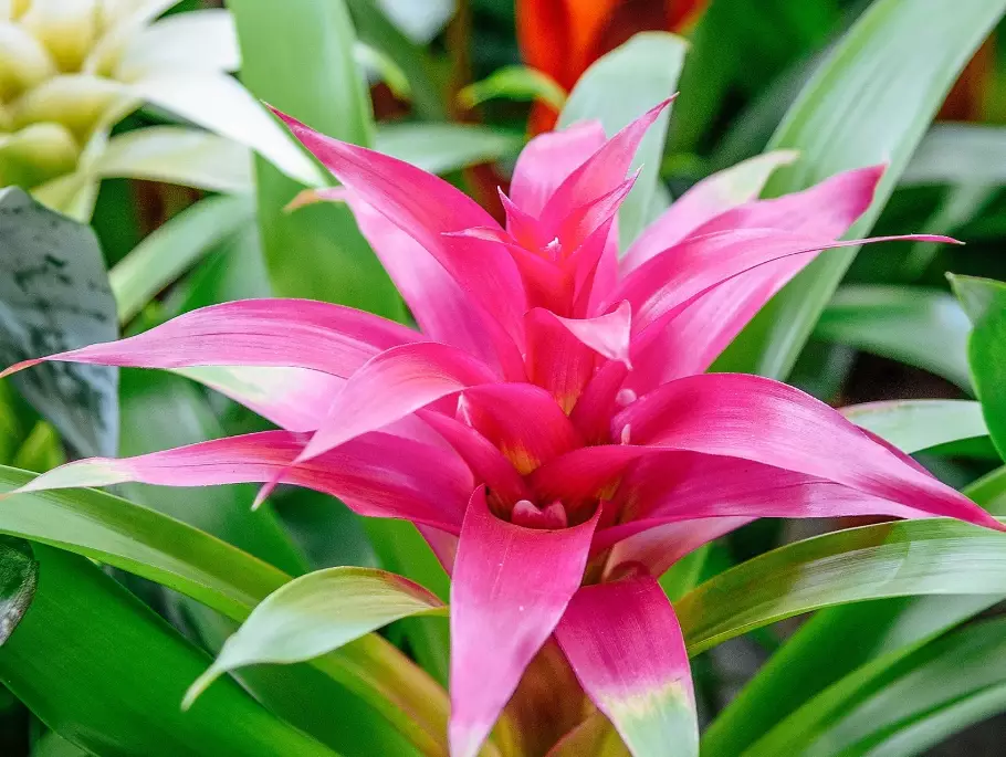 bromeliad guzmania