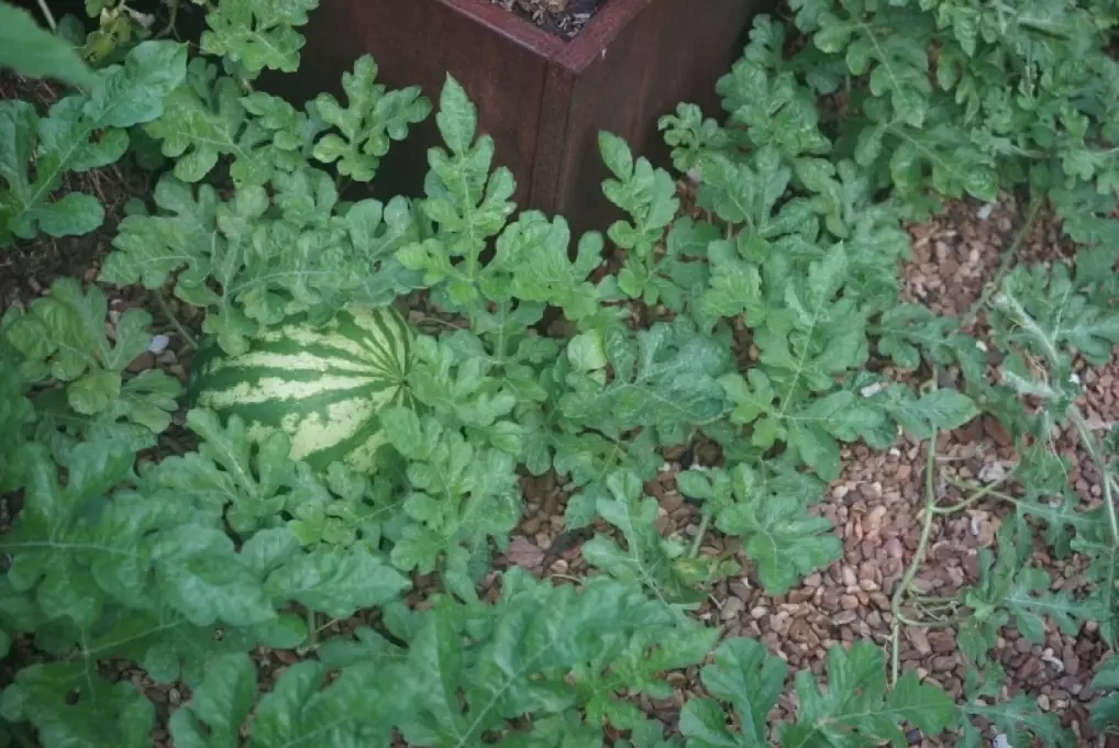 watermelon leaves