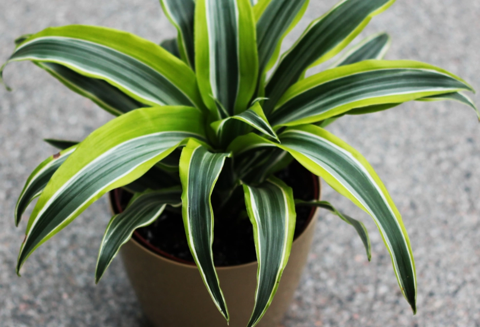 how to care for dracaena