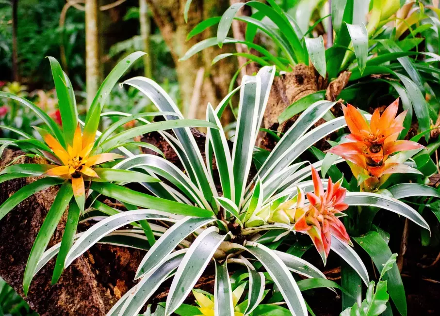 guzmania flower
