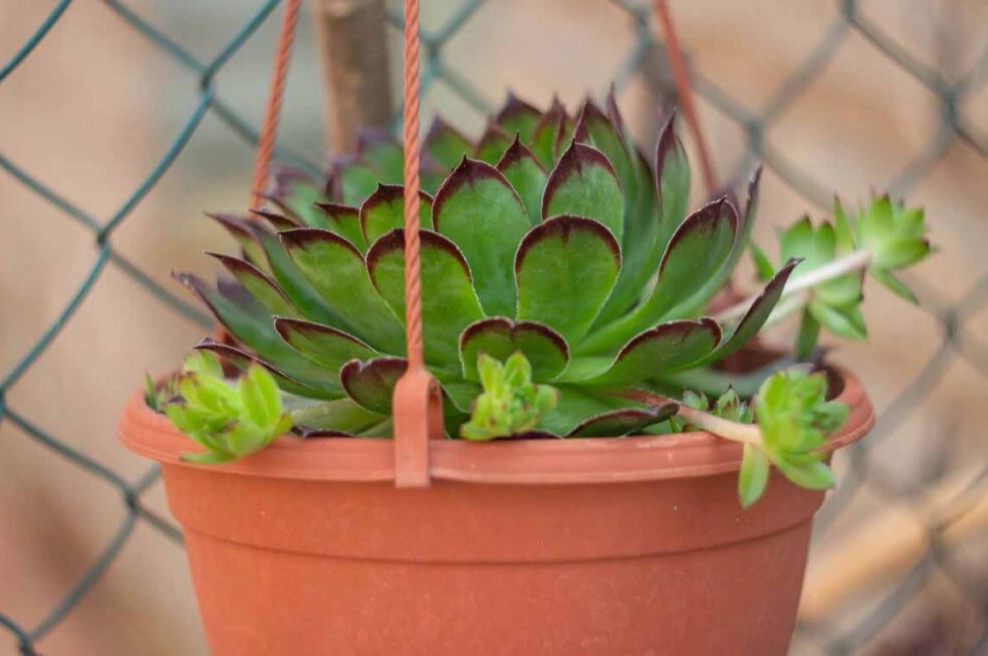 hanging succulent plants
