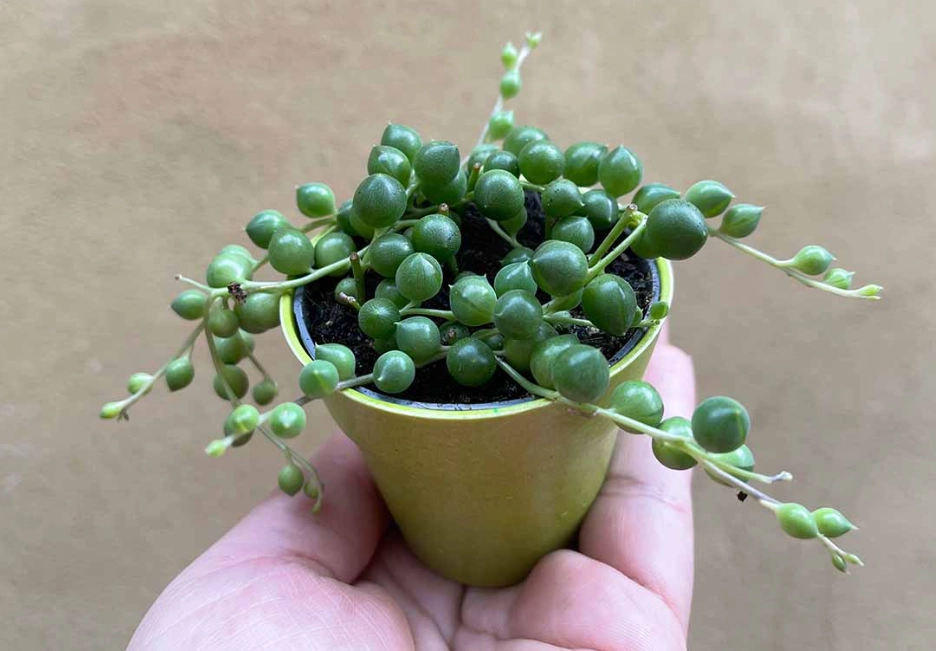 string of pearls propagation