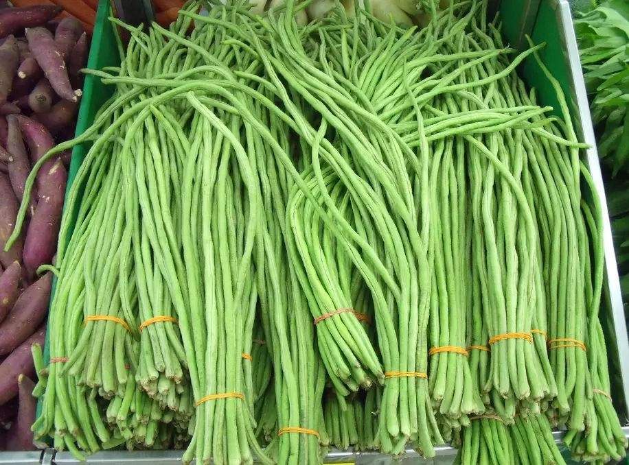 string of beans plant string of beans plant