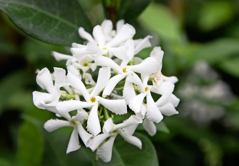 star jasmine pruning star jasmine pruning