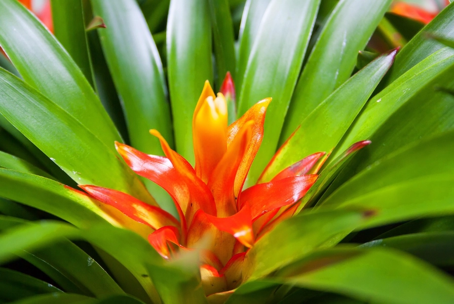 guzmania care