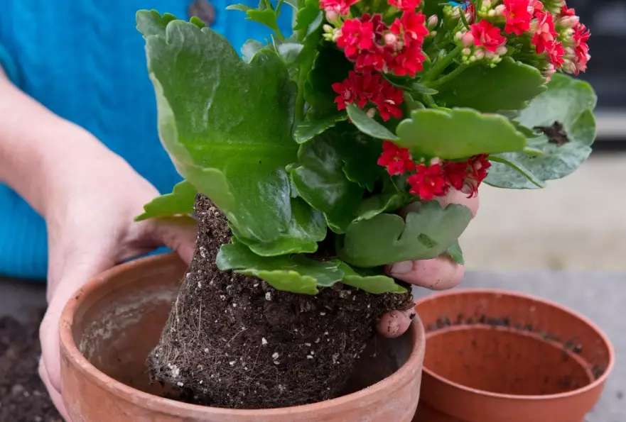 how to care for calandiva