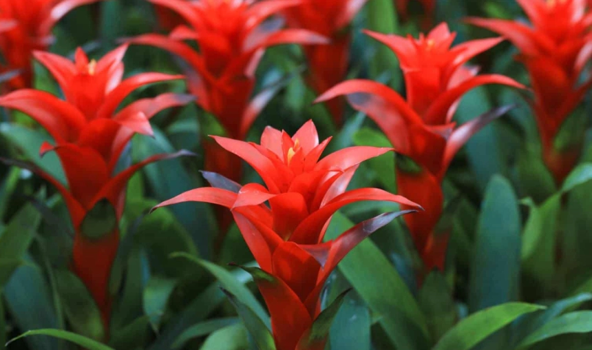 bromeliad indoor plant