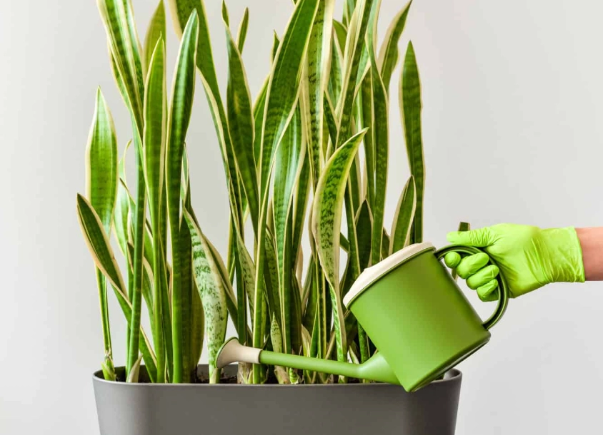 how often to water snake plant