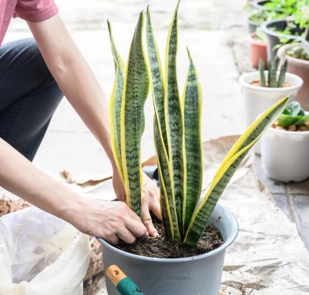 how often to water snake plant