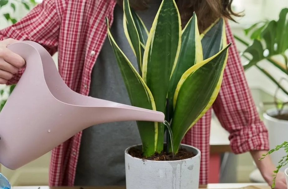 snake plant watering schedule