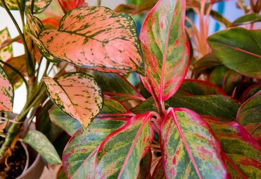 pink aglaonema varieties