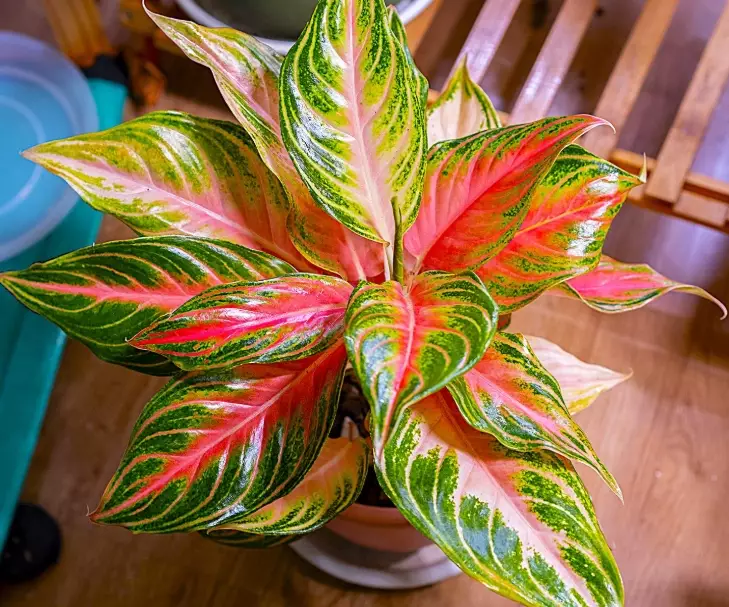 pink chinese evergreen