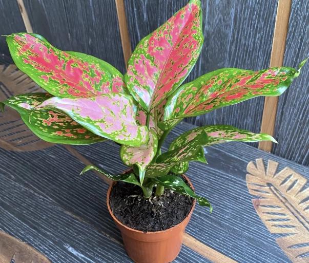 pink aglaonema care