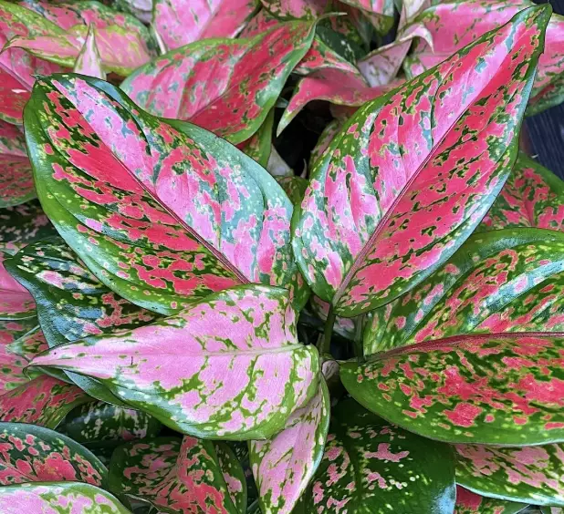 pink aglaonema varieties