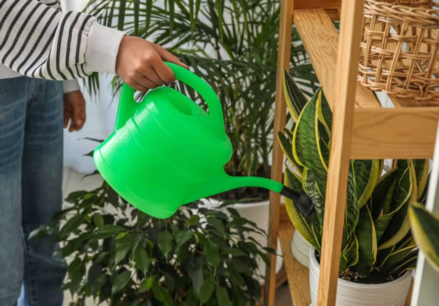 The Ultimate Snake Plant Watering Guide: How to Avoid Overwatering