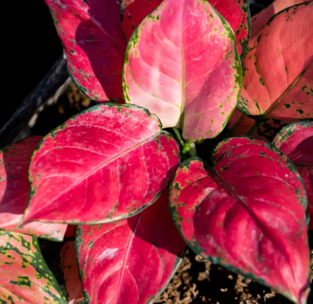 pink chinese evergreen