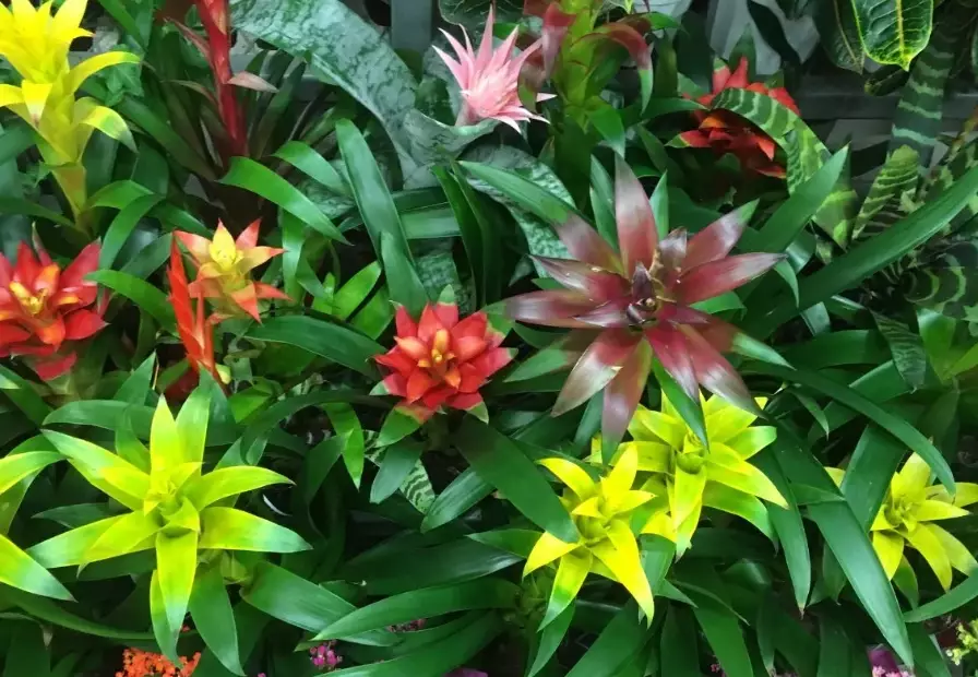bromeliad types bromeliad types