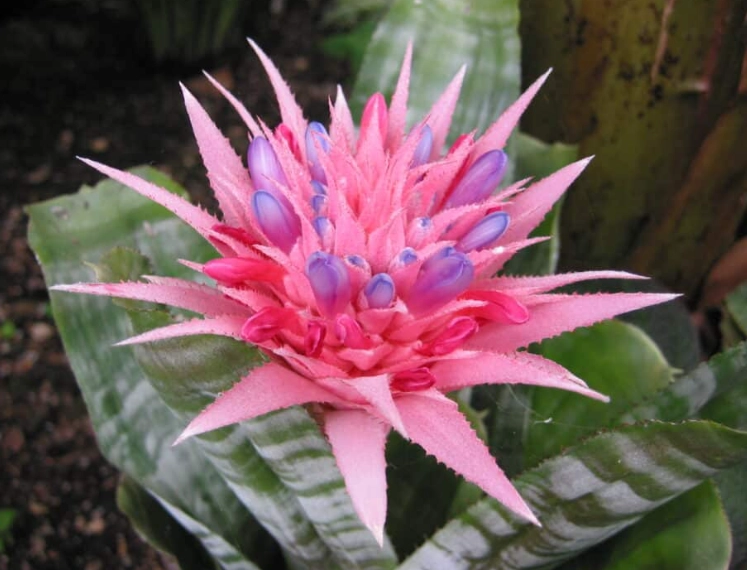 bromeliad varieties bromeliad varieties