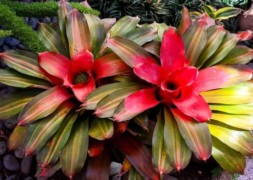 bromeliad types bromeliad types