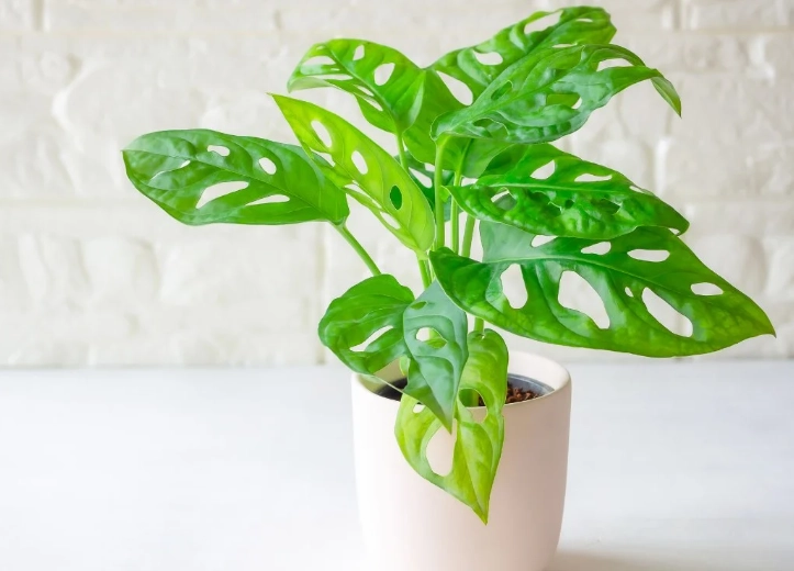 swiss cheese vine