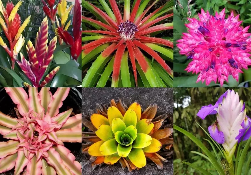 how to care for bromeliads how to care for bromeliads