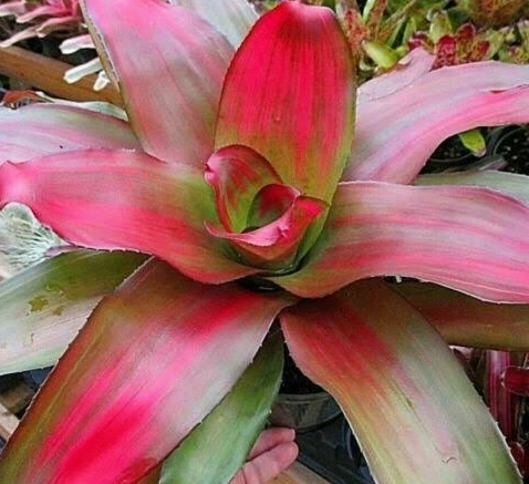how to care for bromeliads how to care for bromeliads