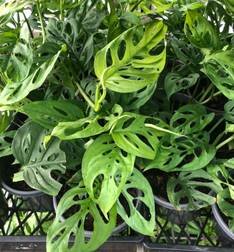 swiss cheese vine