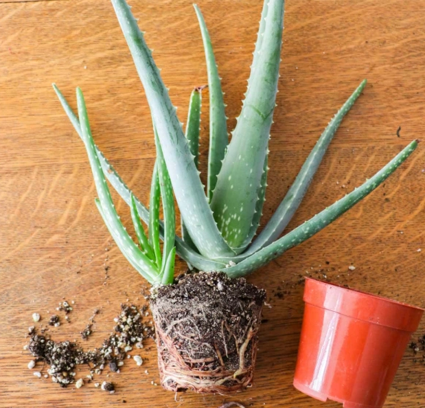 aloe vera pups