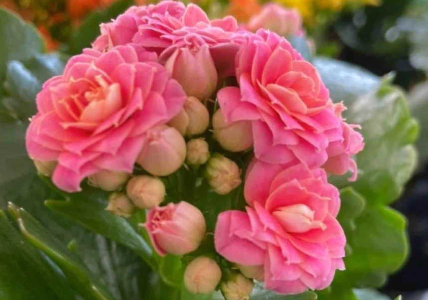 Calandiva Plant Care: Your Guide to Non-Stop Blooms