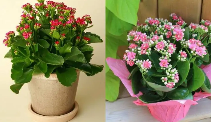 how to care for calandiva