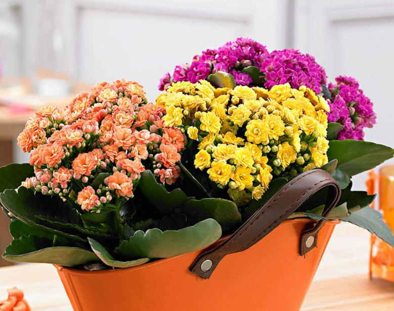 how to care for calandiva