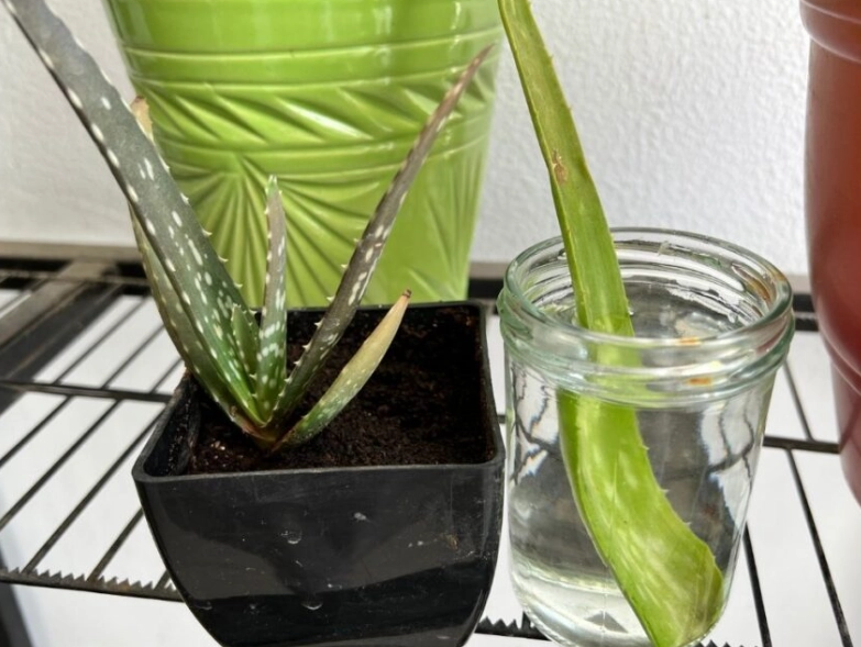aloe vera pups