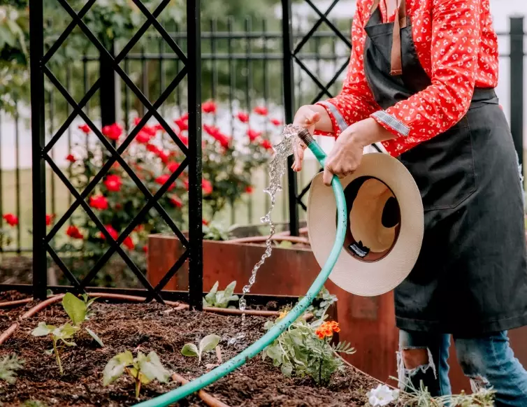 watering schedule for houseplants