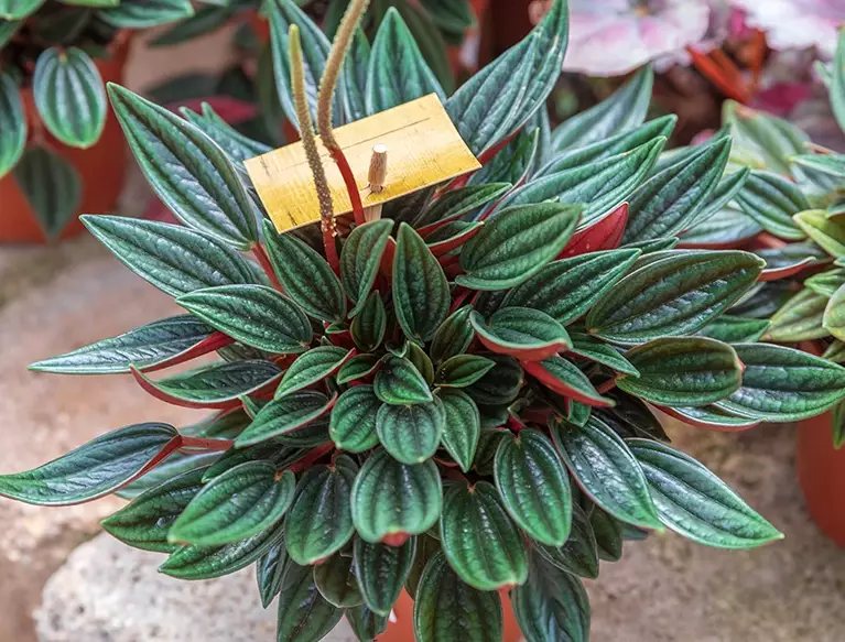 easy houseplants