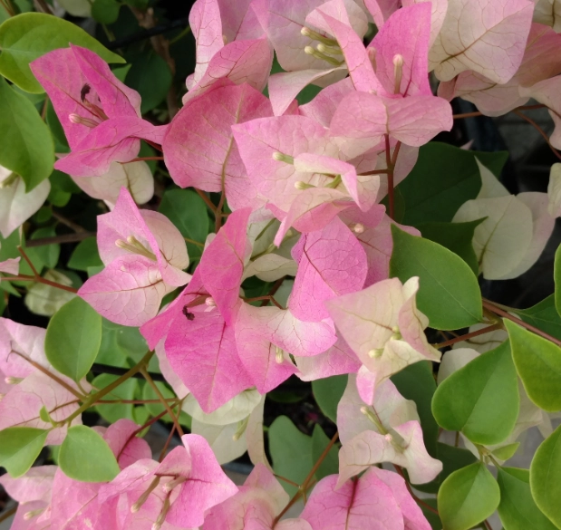 bougainvillea not blooming