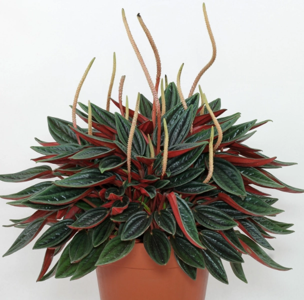 peperomia rosso care