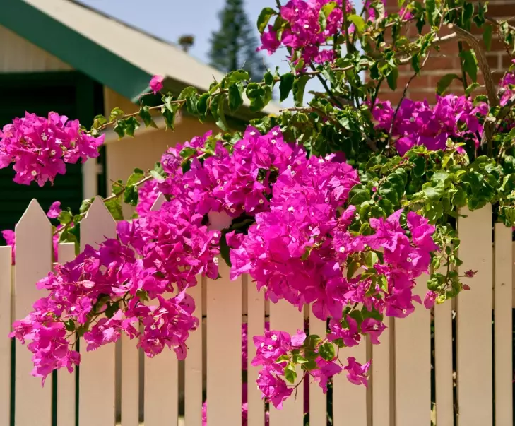 bougainvillea not blooming