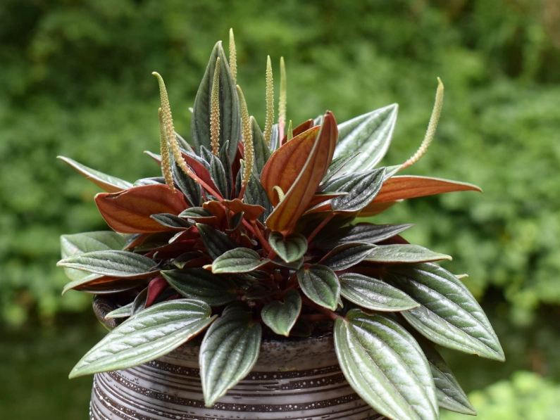 easy houseplants