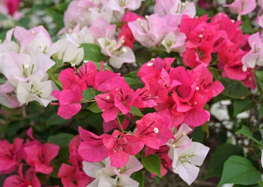 caring for bougainvillea plants