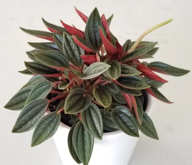 watermelon peperomia