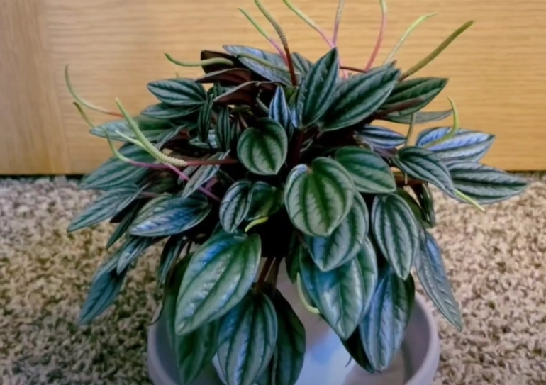 watermelon peperomia