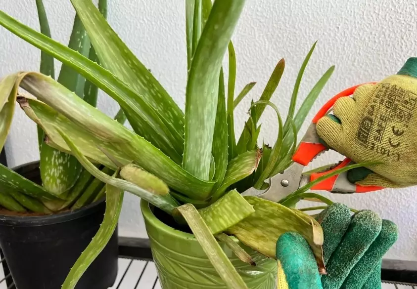 The Ultimate Guide to Aloe Vera Care: Simple Steps for a Thriving Plant