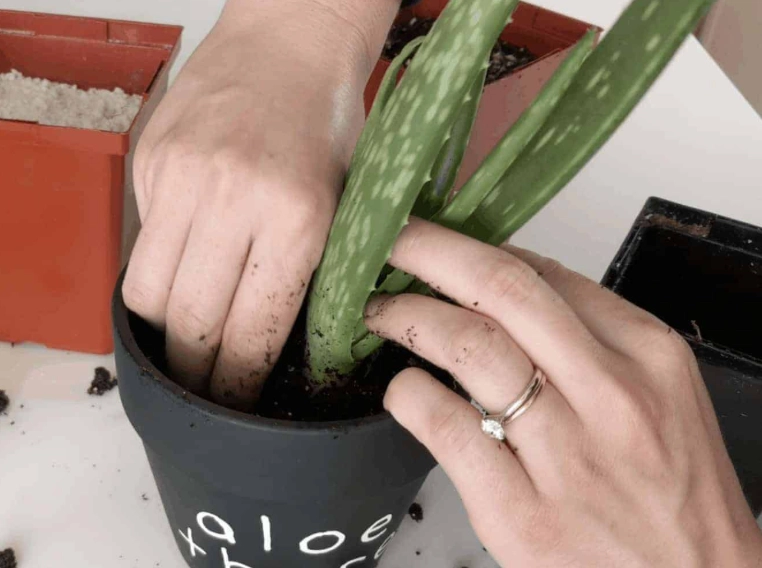 aloe vera repotting guide aloe vera repotting guide