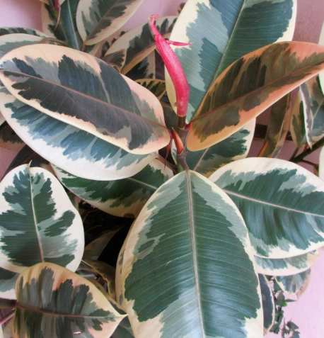 indoor rubber plant