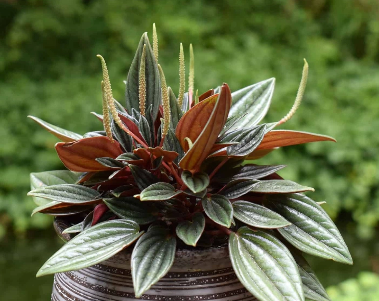 Peperomia Flower Care Guide: How to Grow Healthy Radiator Plants