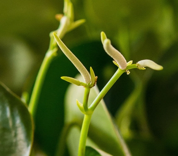 peperomia plant