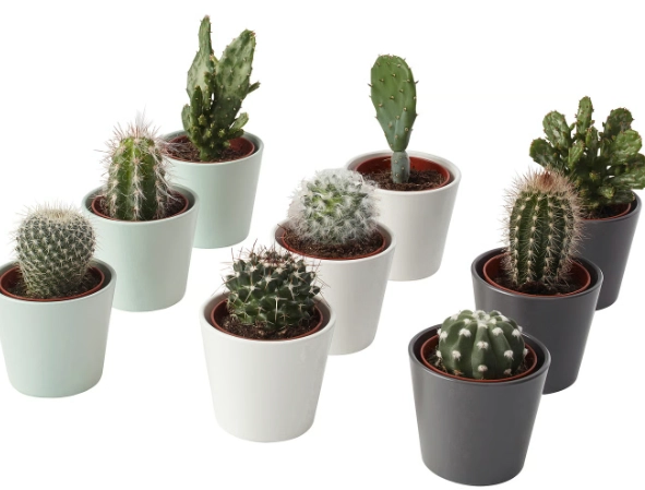cactus pot selection