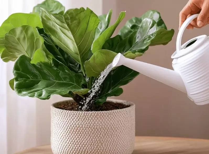 watering plants