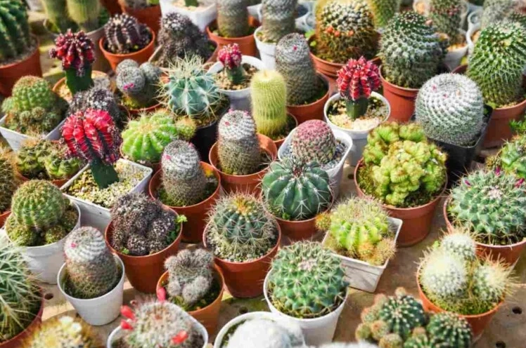 cactus pot selection